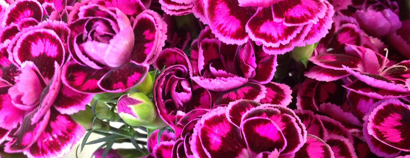 Fresh Cut Flowers